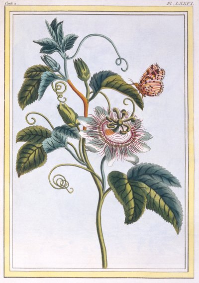 La Grenadille or Le Maracot (Blue Passion Flower) by Pierre Joseph Buchoz